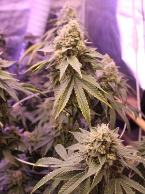 May 8 r triangle Death Skunk.JPG