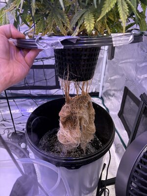 IMG_6840 groot.jpeg