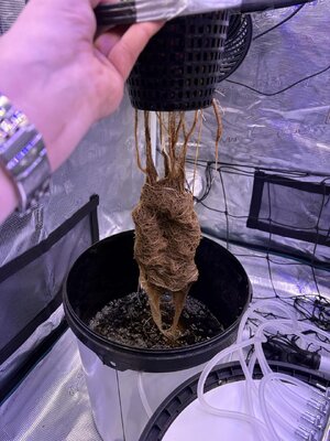 IMG_6841 groot.jpeg