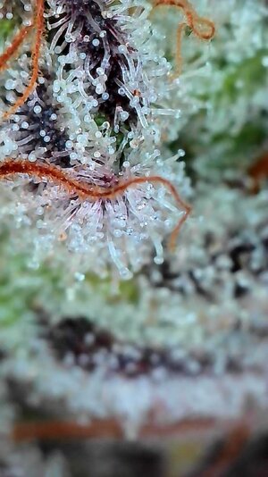 DI trichome .05.09.25A.jpg