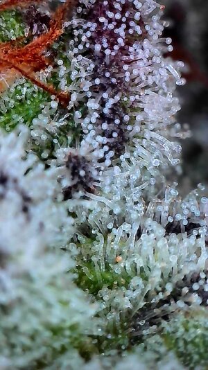 DI trichome .05.09.25B.jpg