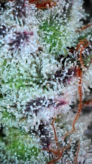 DI trichome .05.09.25C.jpg