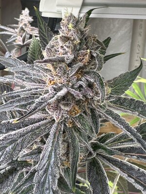 IMG_1701.jpeg