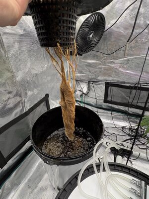 IMG_6858 groot.jpeg
