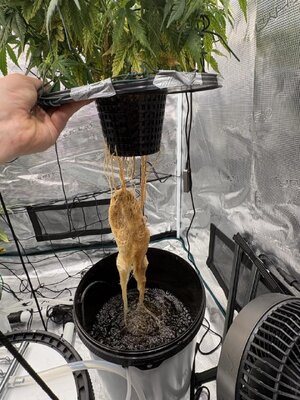 IMG_6859 groot.jpeg
