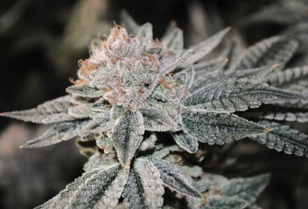 May 10 Critical Kush 10w.JPG