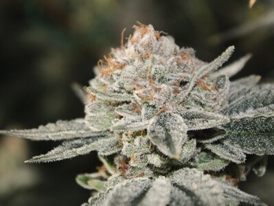 May 10 Critical Kush 10w1.JPG May 10 Critical Kush 10w1.JPG