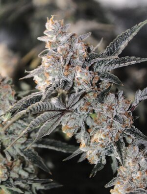 May 10 Gassy Cream cake w101.JPG