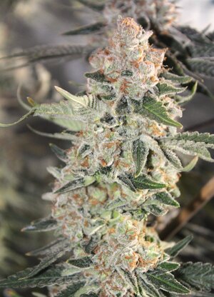 May 10 Gassy Cream cake10w.JPG
