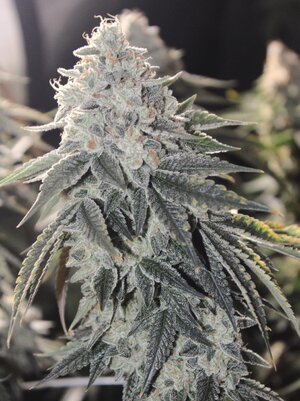 May 10 Triangle Death Skunk 10w.JPG