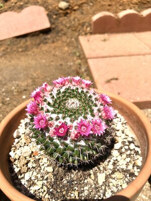 IMG_5310.jpeg