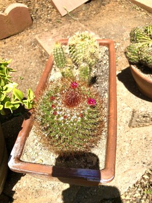 IMG_5309.jpeg IMG_5309.jpeg