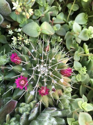 IMG_5288.jpeg
