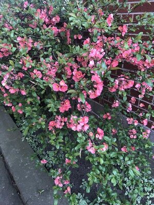 IMG_3913.jpeg