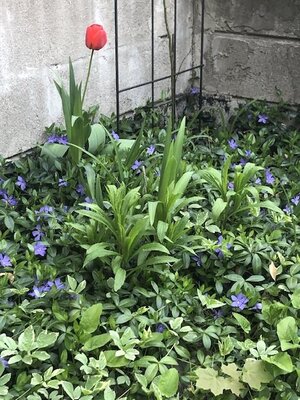 IMG_3915.jpeg