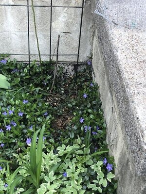 IMG_3931.jpeg