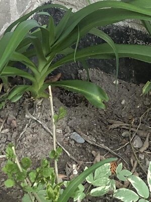 IMG_3930.jpeg