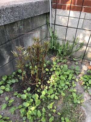 IMG_3970.jpeg
