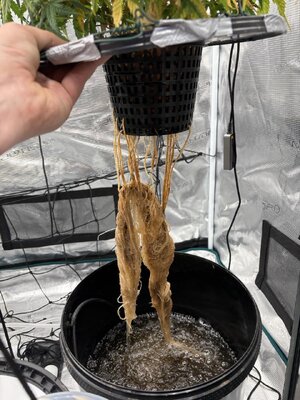 IMG_6881 groot.jpeg