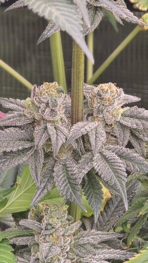 20250513_215229.jpg