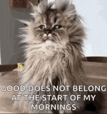 good-morning-funny-animals.gif
