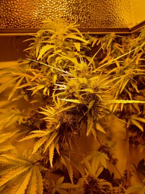 F9 (10).jpg
