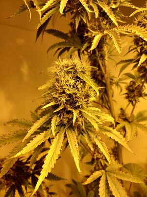 F9 (21).jpg