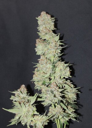 May 17 gassy Cream cake w11 b.JPG