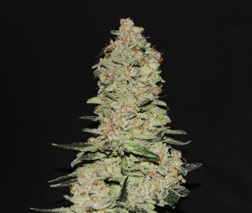 May 17 Gassy Cream cake11w.JPG