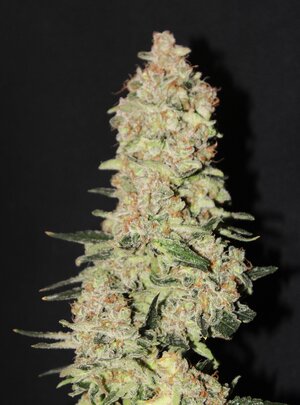 May 17 Gassy Cream caked 11w c.JPG