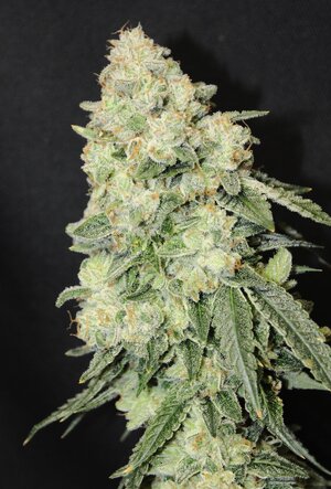 May 17 Triangle Death Kush 11w.JPG