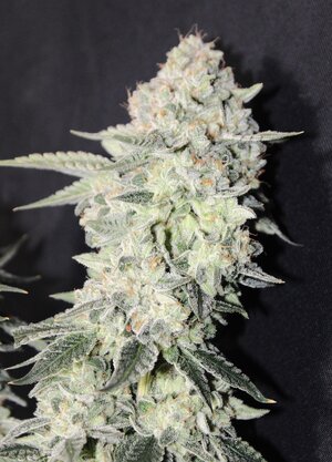 May 17 Triangle Death Kush chop.JPG