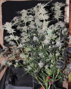 May 18 Critical kush whole .JPG