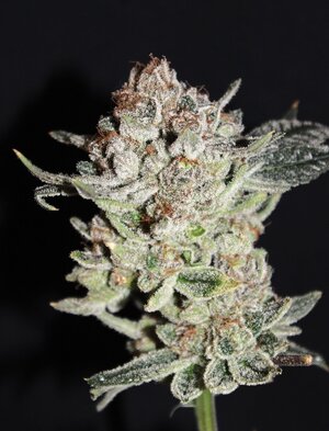 May 18 Critical Kush.JPG