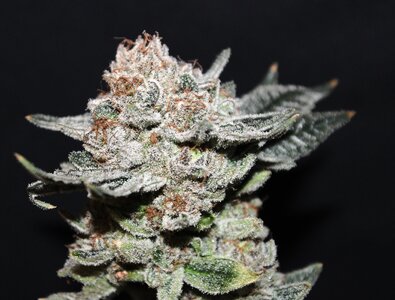 May 18 Critical Kush1.JPG