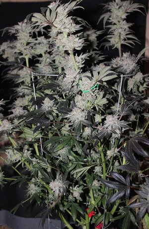 May 18 Critical Kush Green.JPG