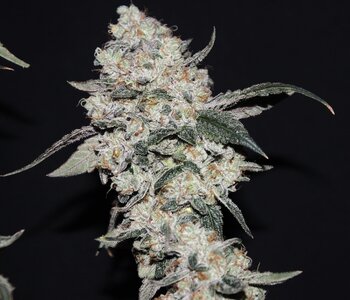 May 19 ls TriDeath Skunk 11w.JPG