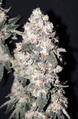 May 19 Tri Death Skunk ls2.JPG