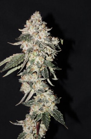 May 19 Tri Death Skunk 11w 1a.JPG
