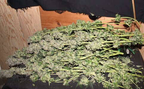 May 19 Tri death skunk harvest.JPG