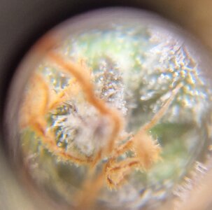 20250520_152721.jpg