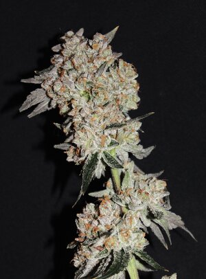 May 20 BBMoonshine X.JPG