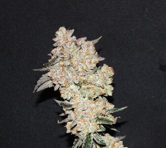 May 20 BBMoonshine X1.JPG