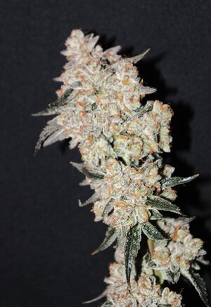 May 20 BBMoonshine X2.JPG