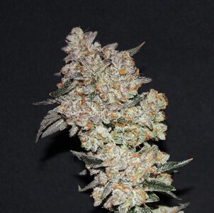 May 20 BBMoonshine X3.JPG