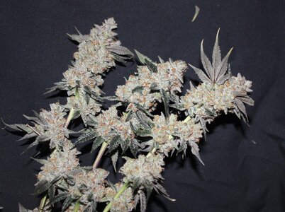 May 20 BBMoonshine X3tops.JPG