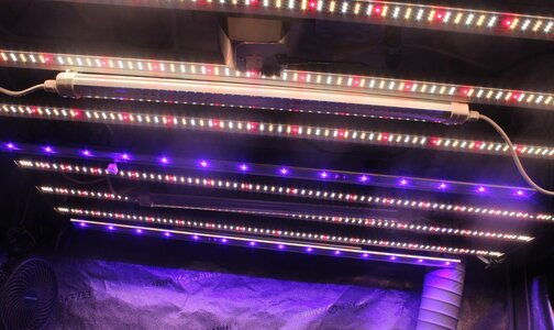 May 21 blue lights on.JPG