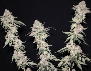 May 19 TriDeath Skunk 11w 3tops.JPG