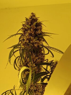 F10 (10).jpg