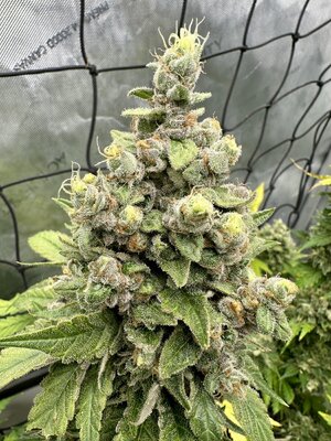IMG_5871.jpeg